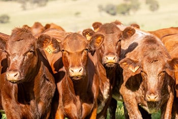 Cattle