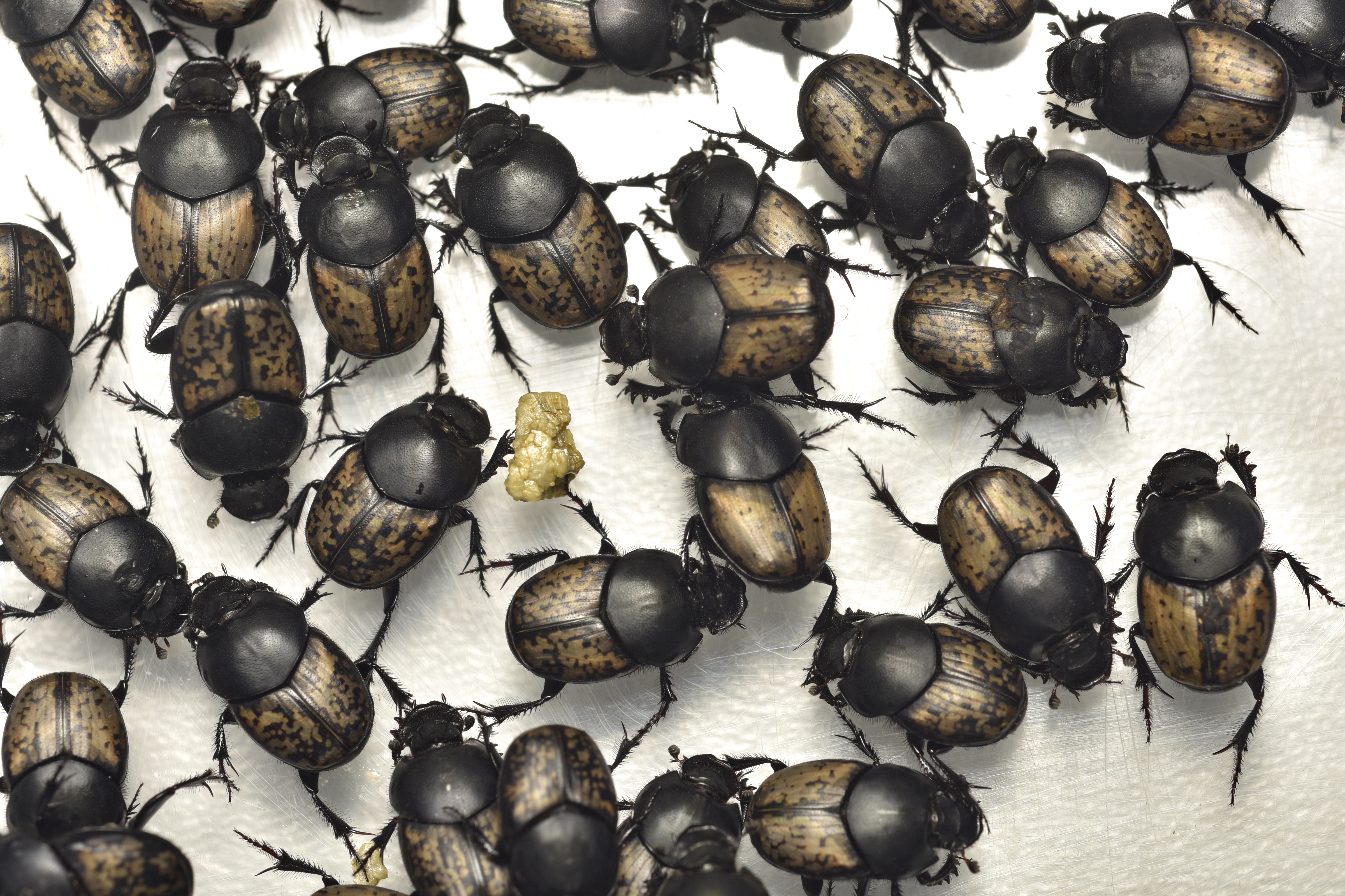 Dung beetle hub