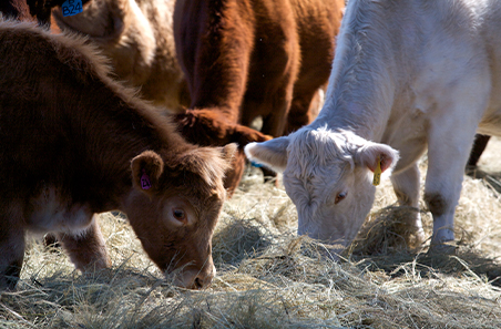 Weaners