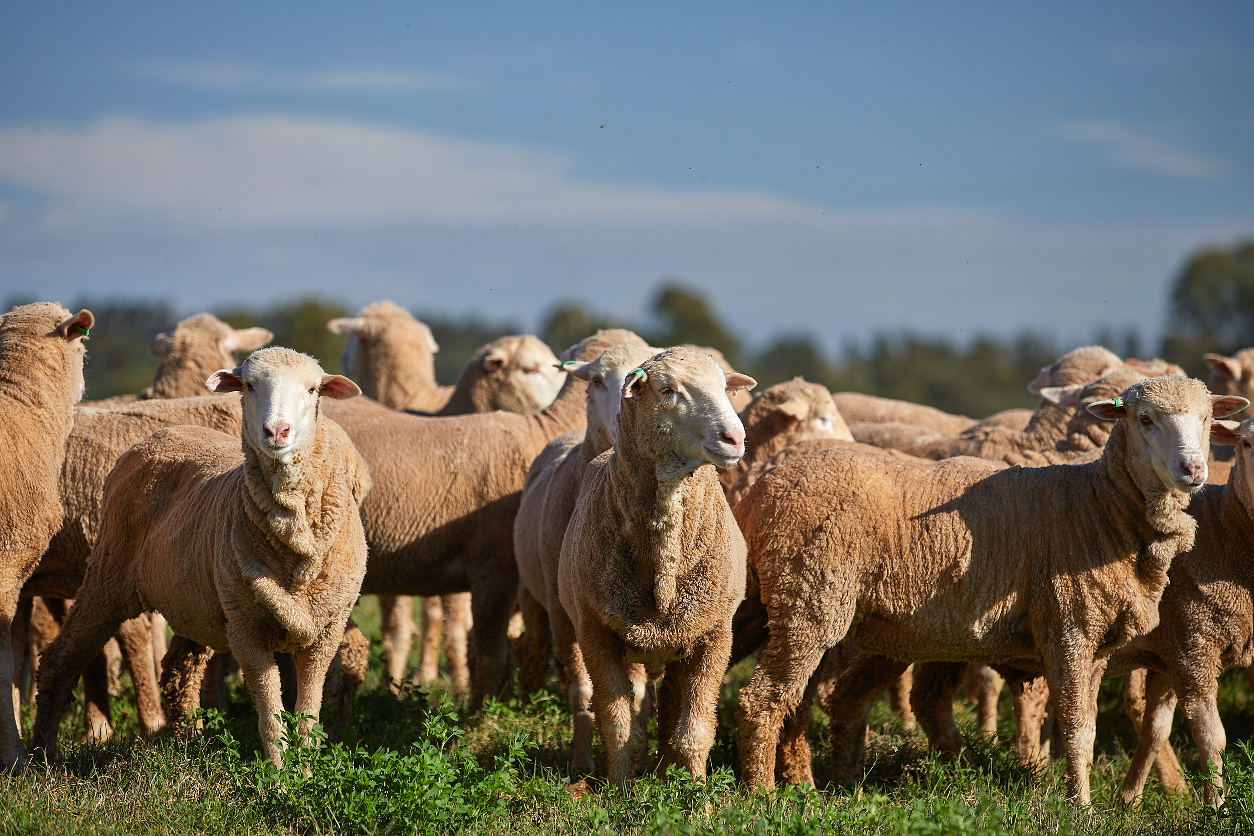 Agisting livestock affected by bushfire