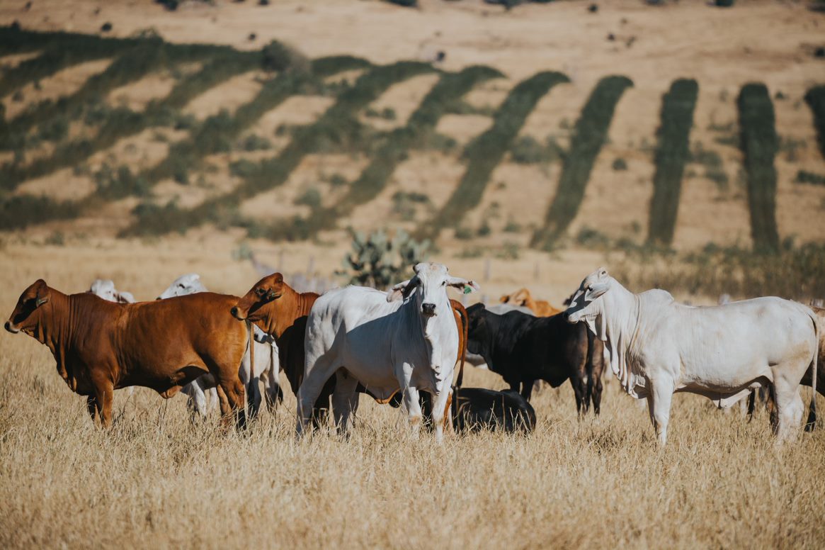 Australian Beef Sustainability Framework
