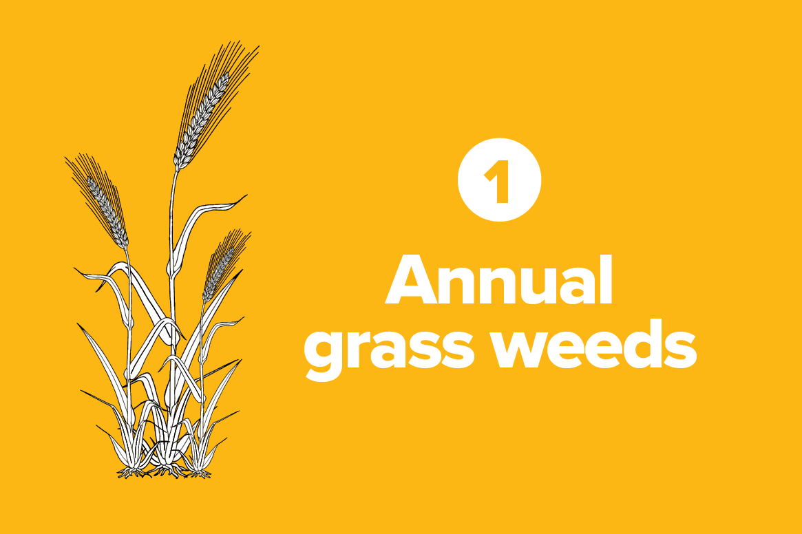 Annual grasses