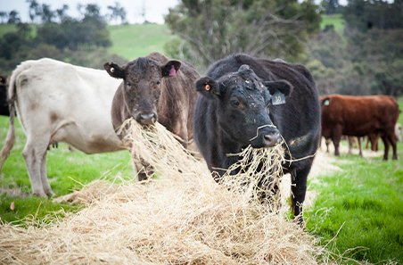 Cattle