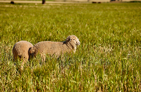 Resource guide for sheep reproduction