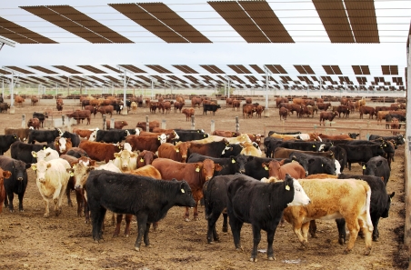 Australian livestock industry provides additional biosecurity support to Indonesia