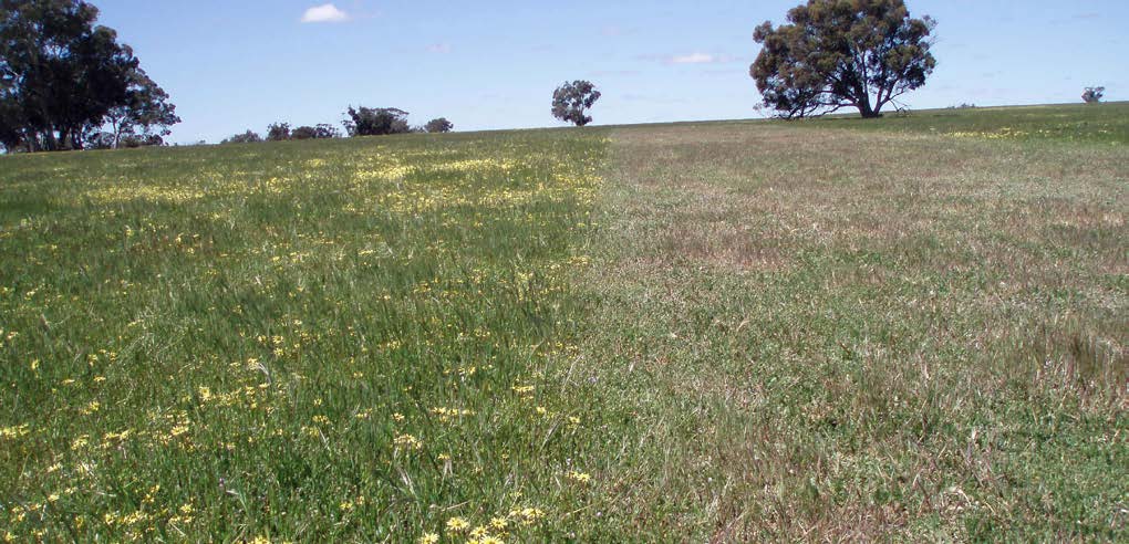 How do I spray-top to reduce annual weeds in pastures?