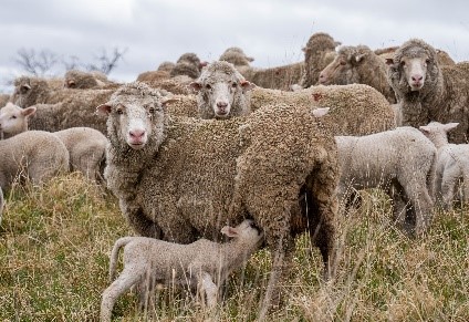 Cast for age ewes