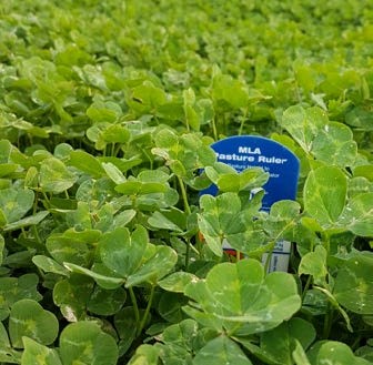 How do I spray-graze to remove broadleaf weeds?