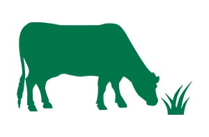 Grassfed cattle