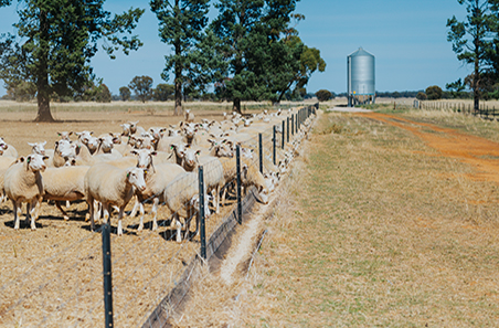 Animal nutrition
