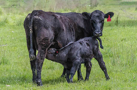 Cows and calves