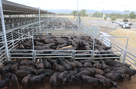 Cull cows