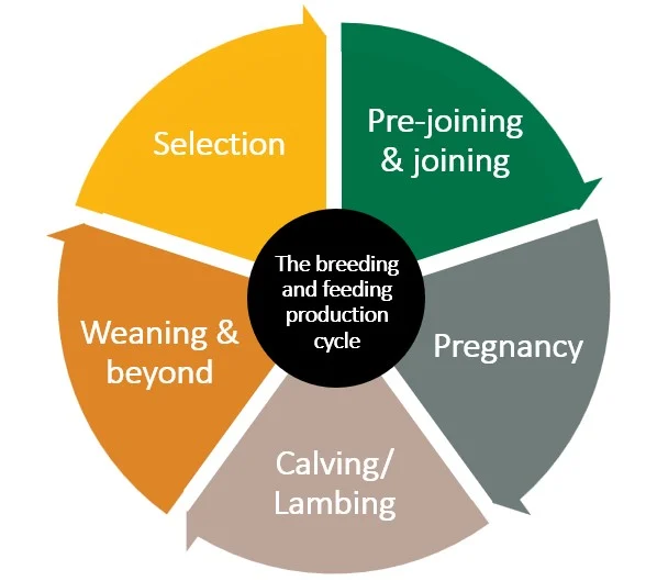 cycle