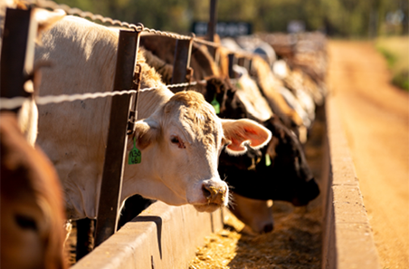Feedlot finished cattle