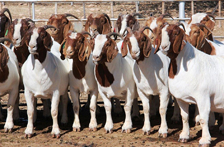 Going into goats