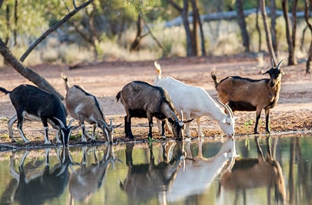 Australian goat industry - key facts