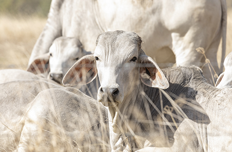 Northern wet season hub