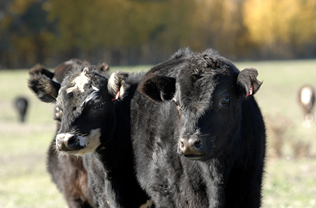 Pain mitigation for castration in beef cattle in southern Australia