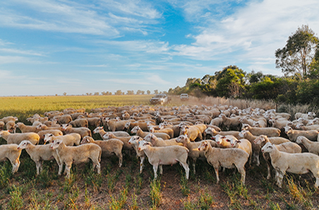 Sheep
