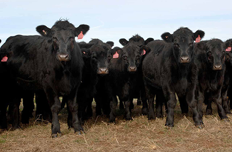 Weaners
