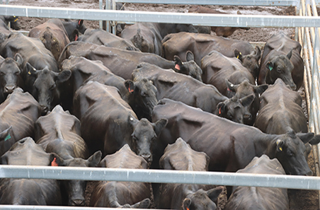 Compromised cattle