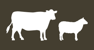 Producing excellence in eating quality