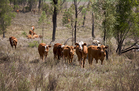 The latest on lumpy skin disease
