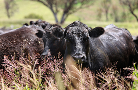 Cattle