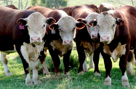 Global beef industry and trade report