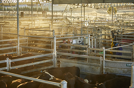 Industry’s plan for managing an animal disease incursion