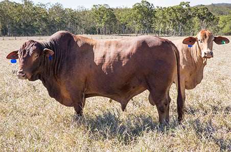 MLA’s popular BeefUp forum returns to the Kimberley