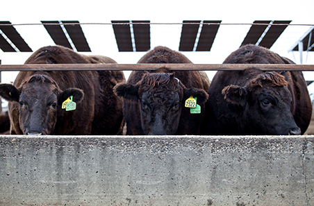 Australian and Indonesian livestock sectors work together to limit disease spread