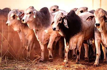 Foot and Mouth Disease: What you need to know
