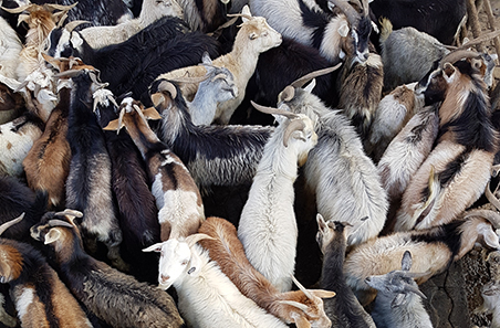 Global goatmeat market snapshot