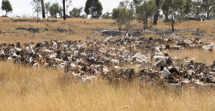Grassland goats
