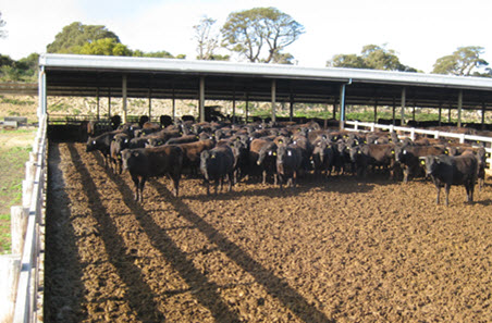 Remote early disease identification