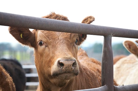 Optimising transportation and lairage conditions for feedlot cattle – webinar preview