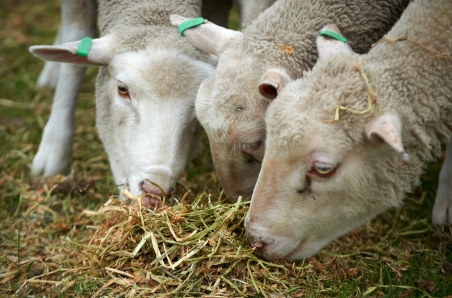 Lambs and sheep