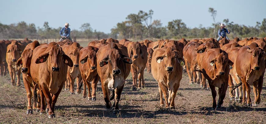 Cattle Industry Projections