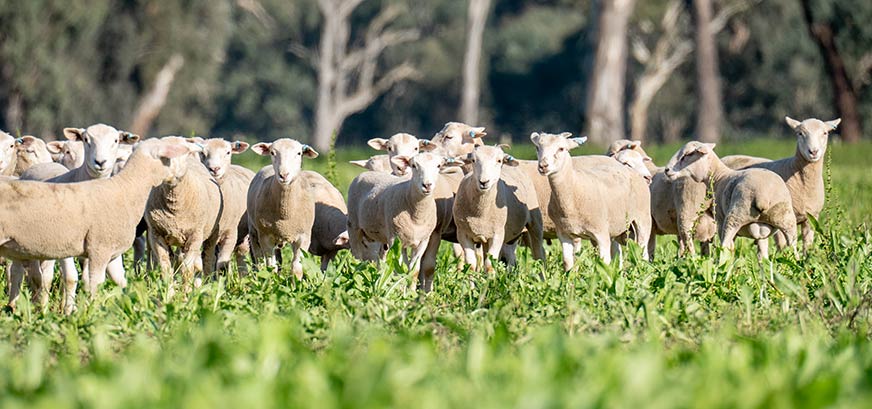 Sheep Industry Projections