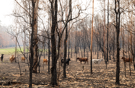 Bushfire hub