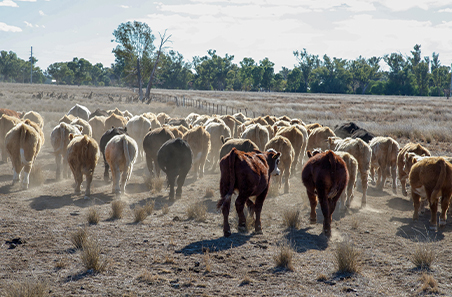 More Beef from Pastures: Drought preparedness