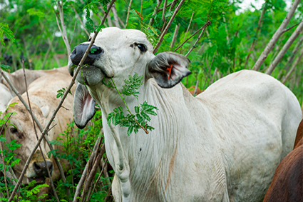 An introduction to Leucaena – the productive and sustainable forage legume