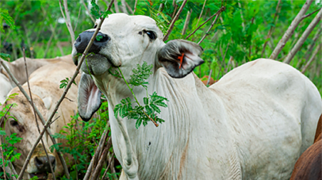 Leucaena