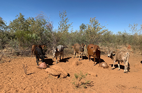 'Myroodah Station’, West Kimberley, WA