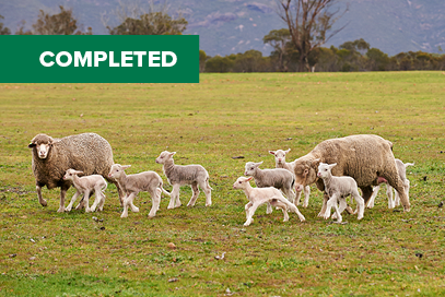 Fit to join – ewe assessment tools