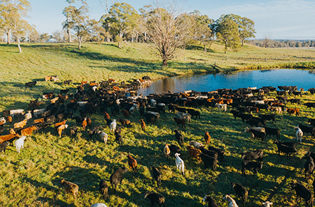 How have seasonal extremes impacted slaughter?