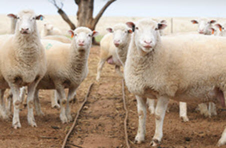 Lamb and mutton markets