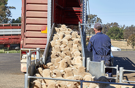 What could be the impact of Victorian abattoir restrictions?