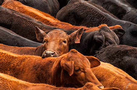 Brazil ban expected to have limited impact on Australian beef